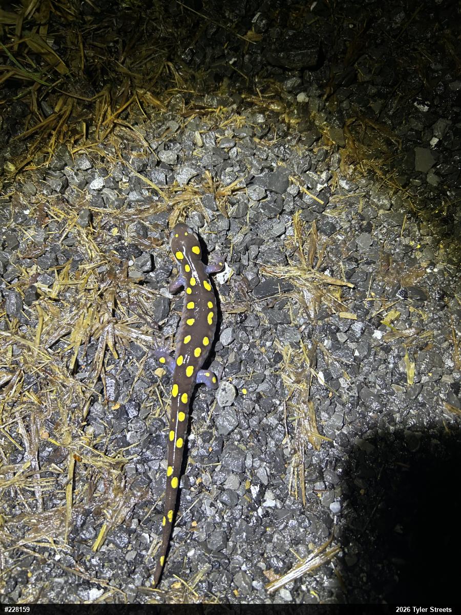 Spotted Salamander