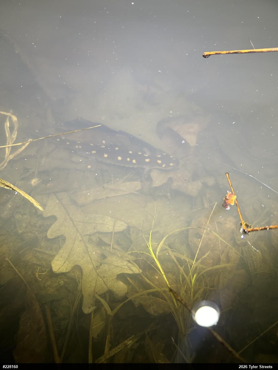 Spotted Salamander
