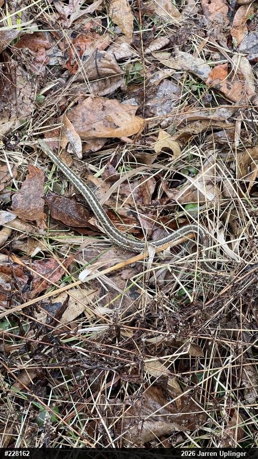 Eastern Gartersnake