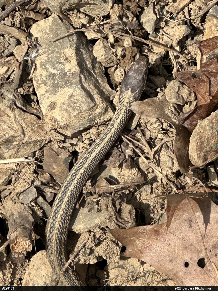 Common Ribbonsnake