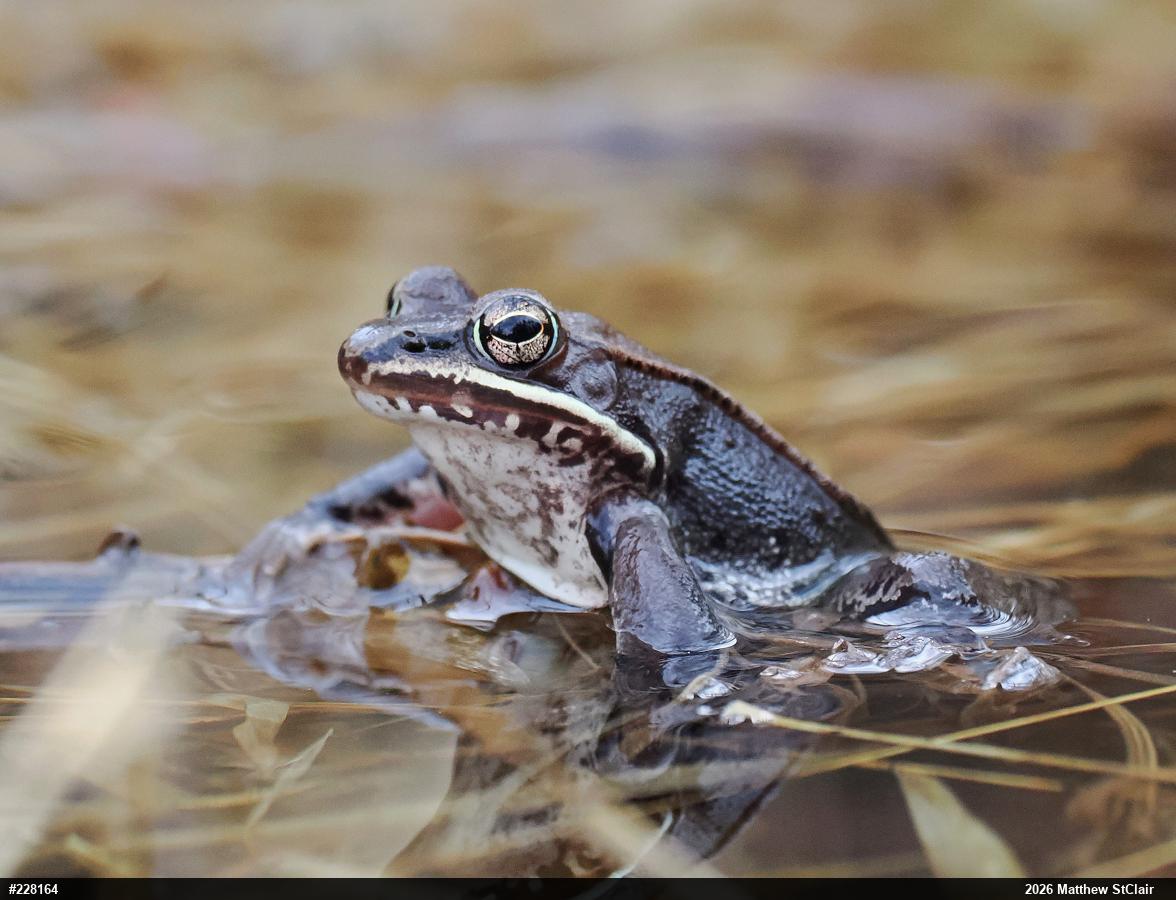 Wood Frog