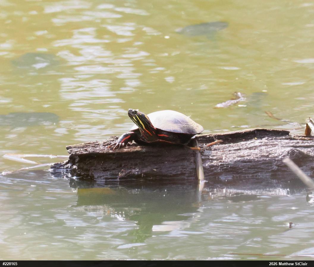 Midland Painted Turtle
