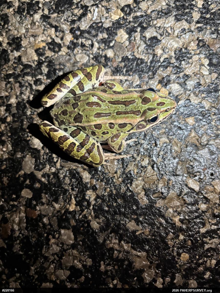 Northern Leopard Frog