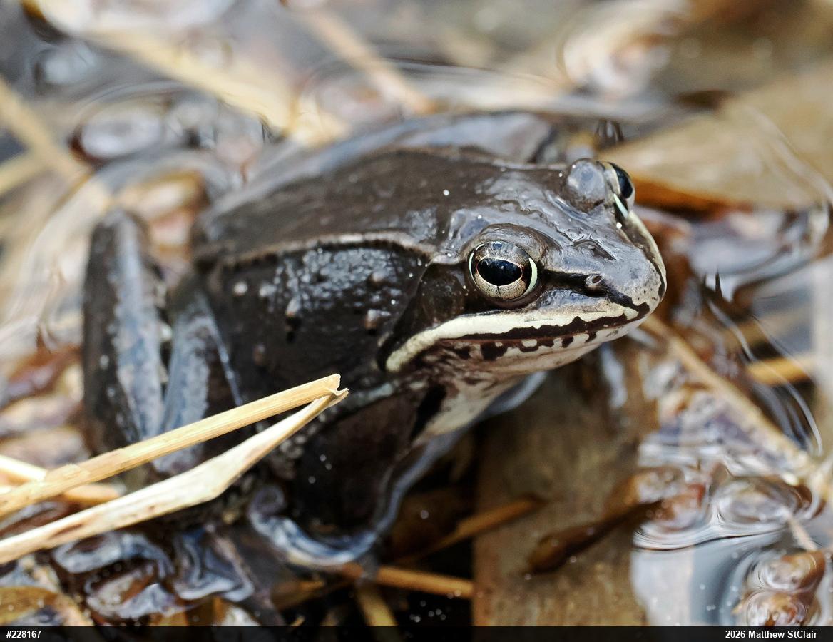 Wood Frog