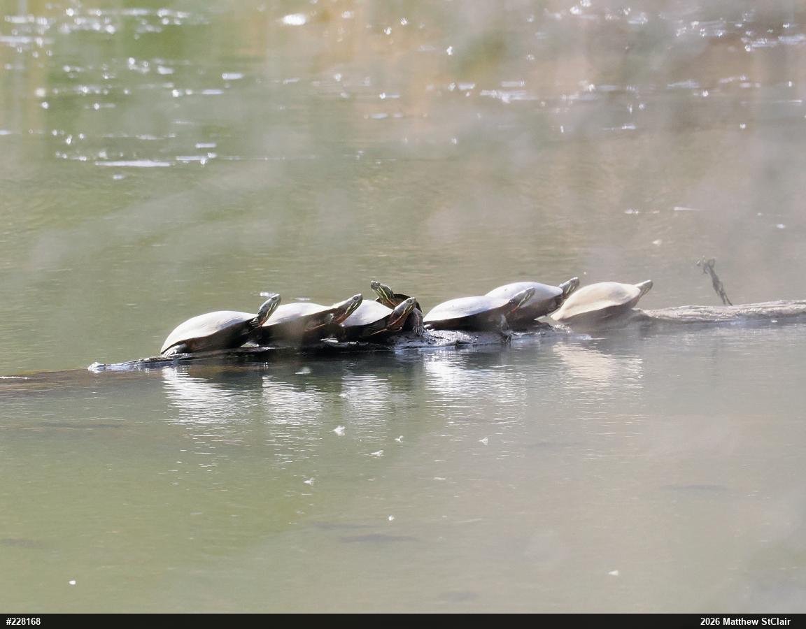 Painted Turtle