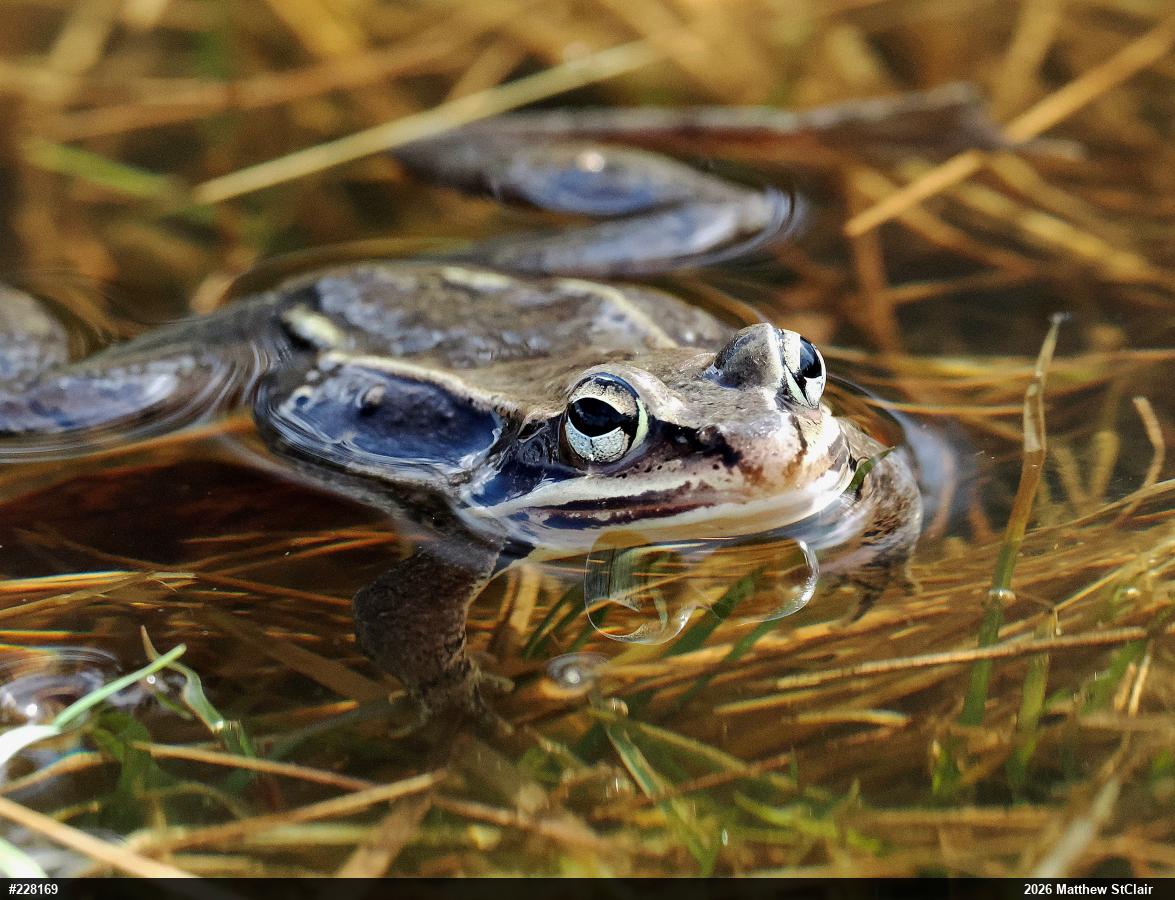 Wood Frog