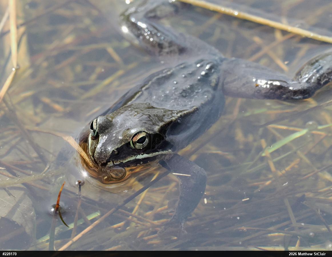 Wood Frog
