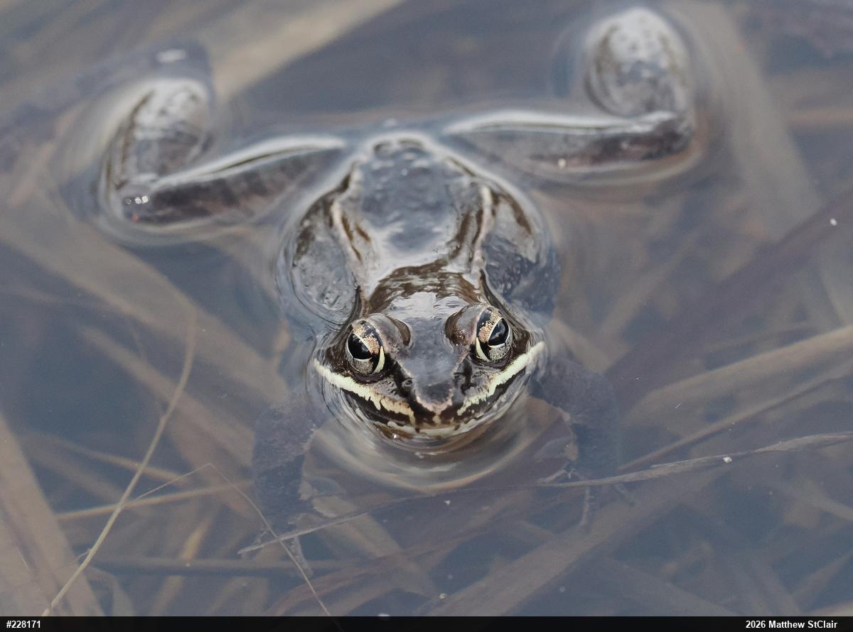 Wood Frog