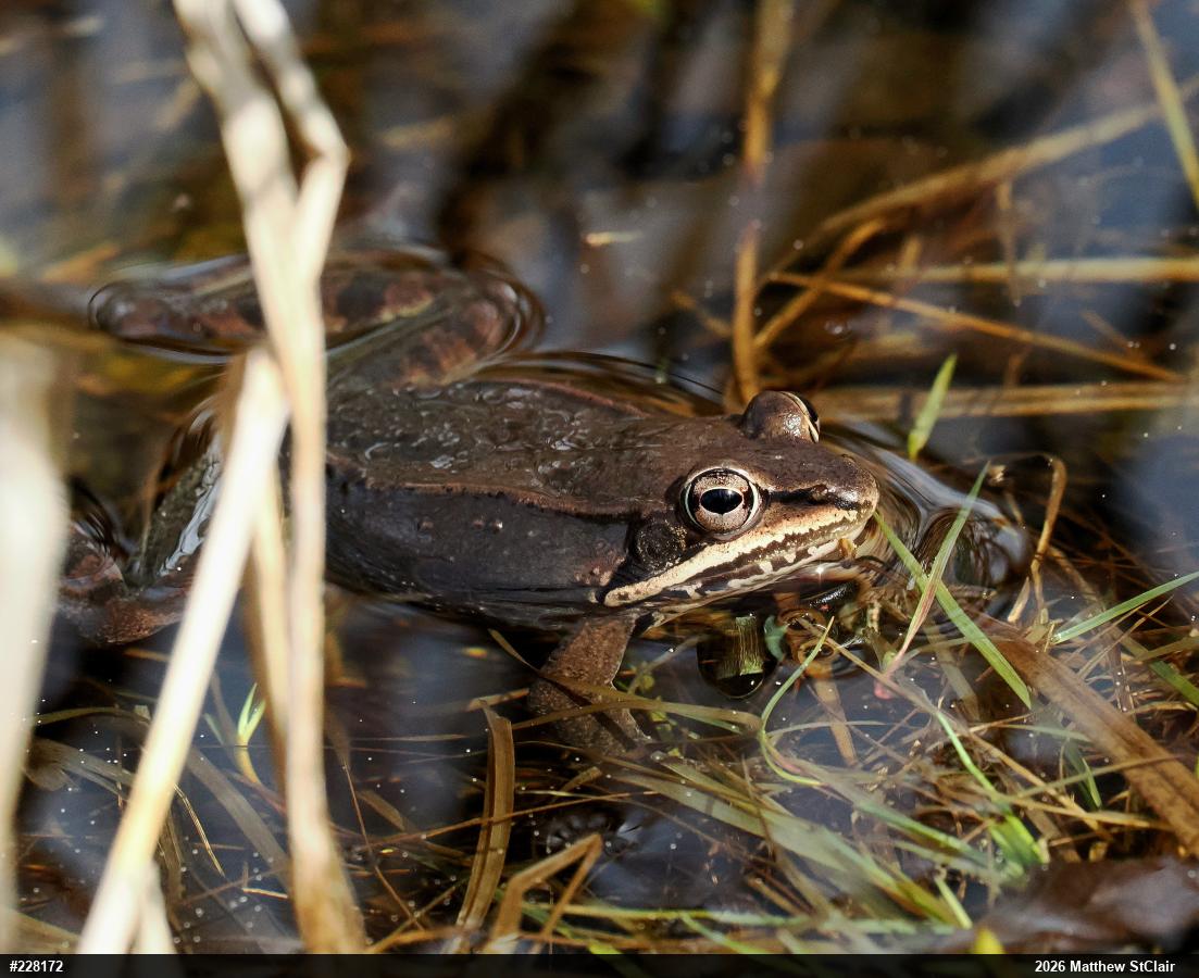 Wood Frog