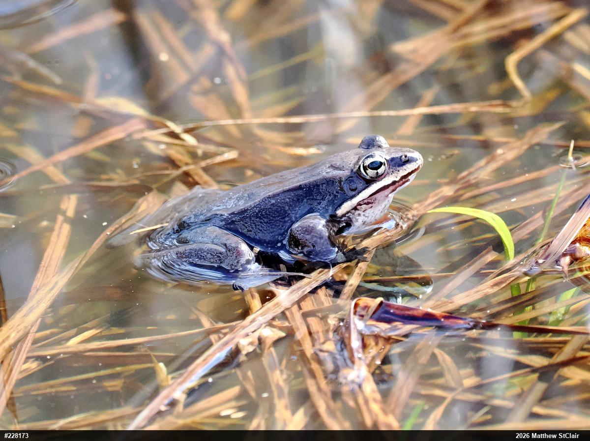Wood Frog