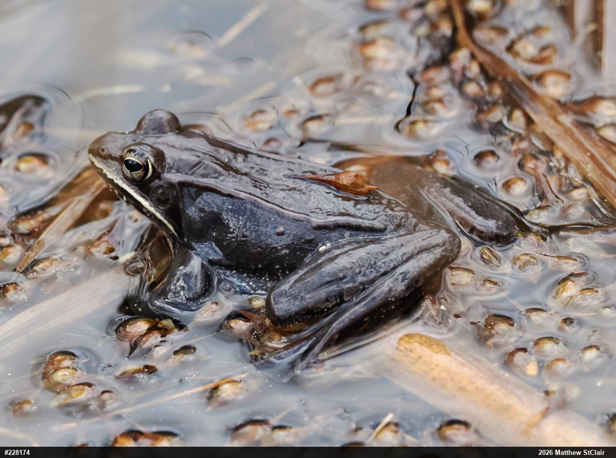 Wood Frog