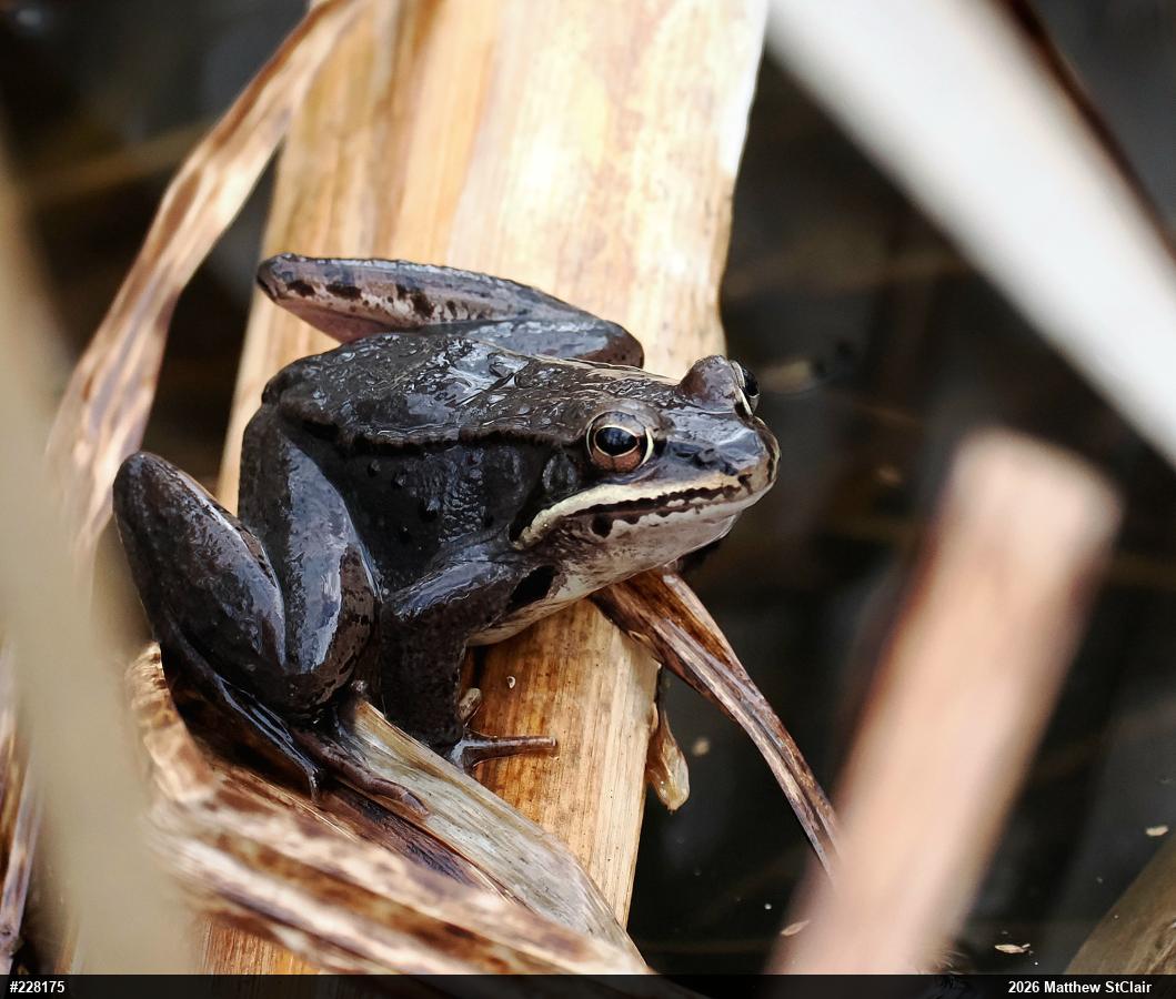 Wood Frog