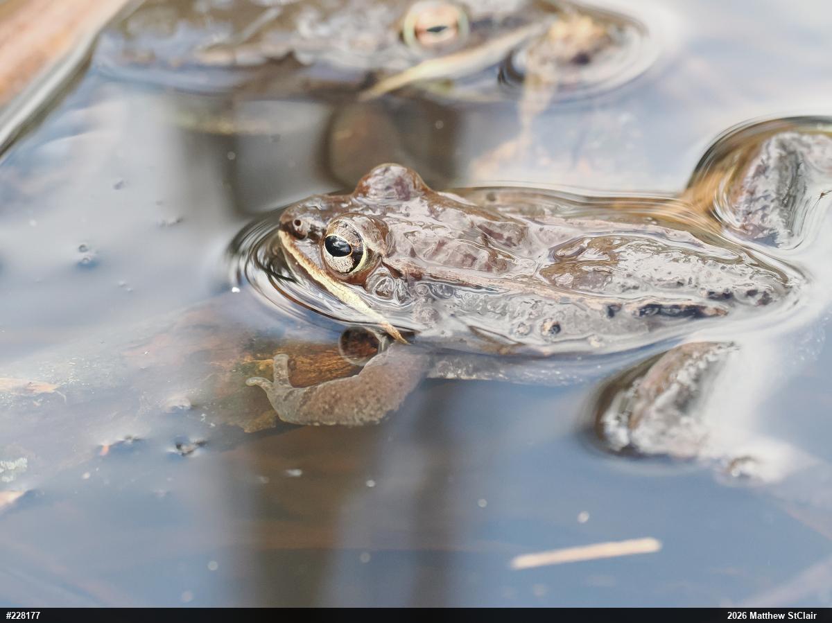 Wood Frog