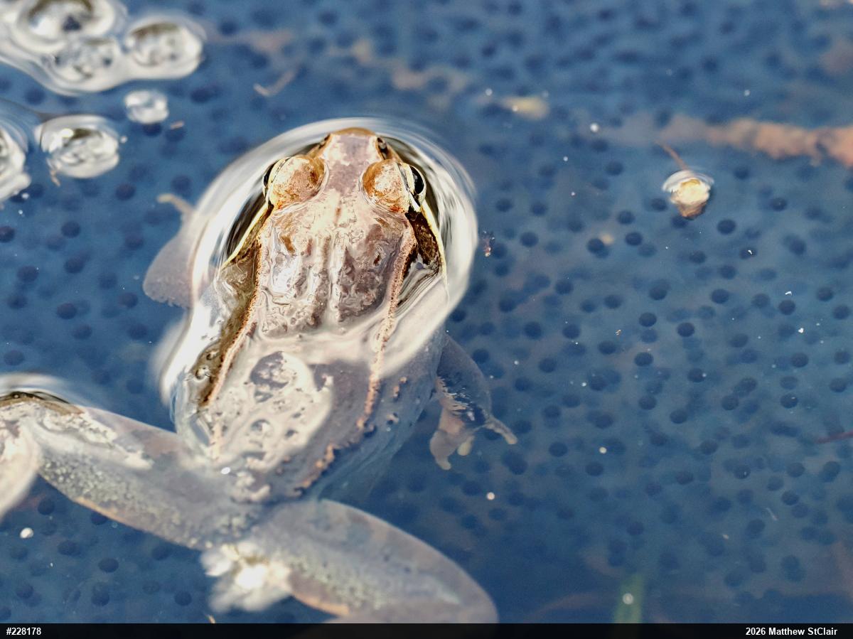 Wood Frog