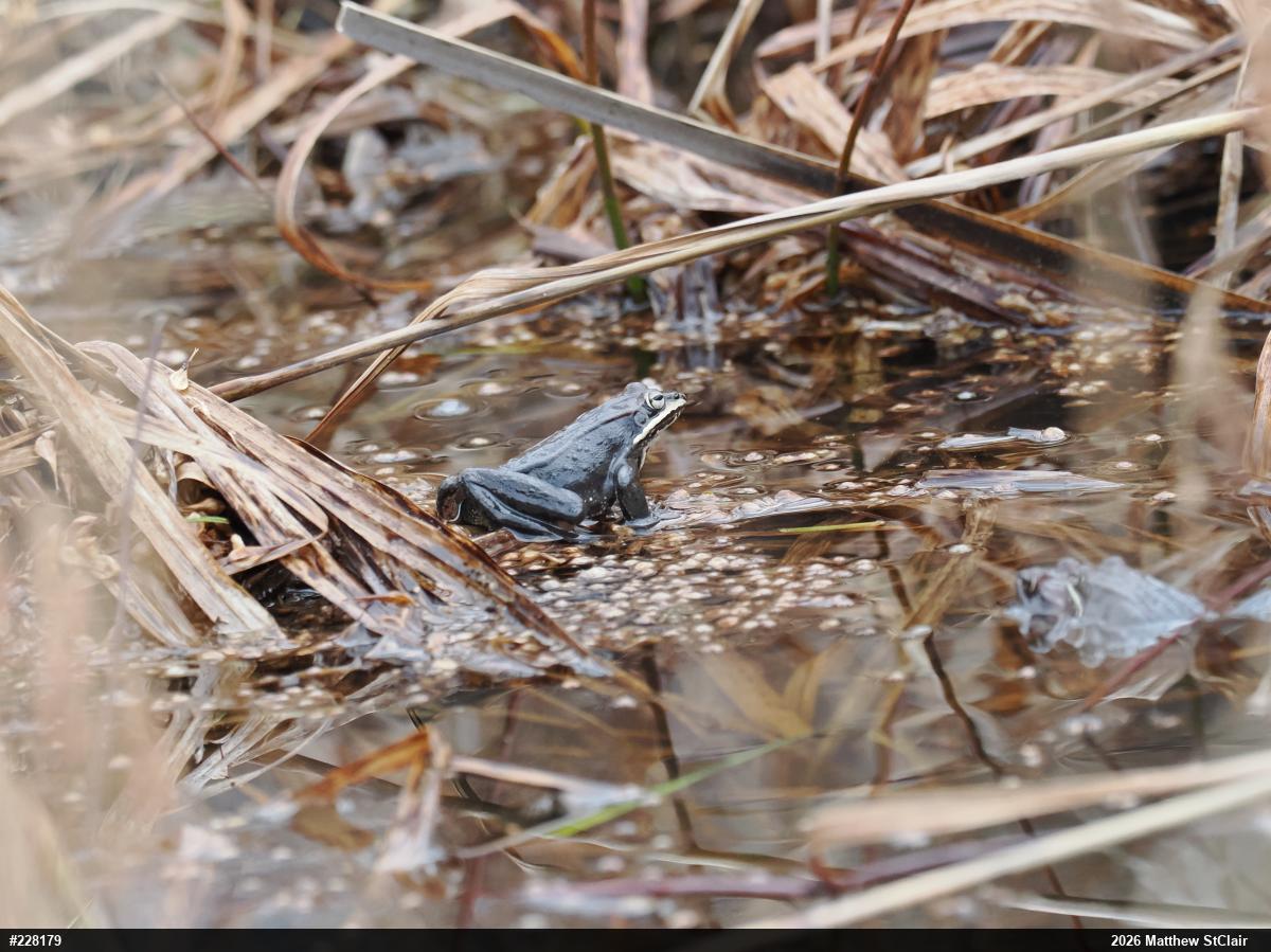 Wood Frog