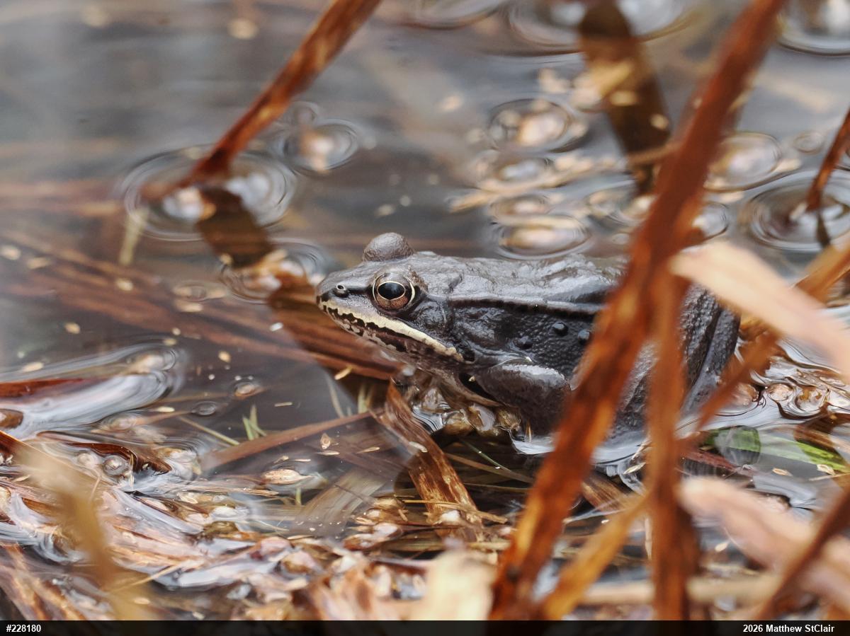 Wood Frog