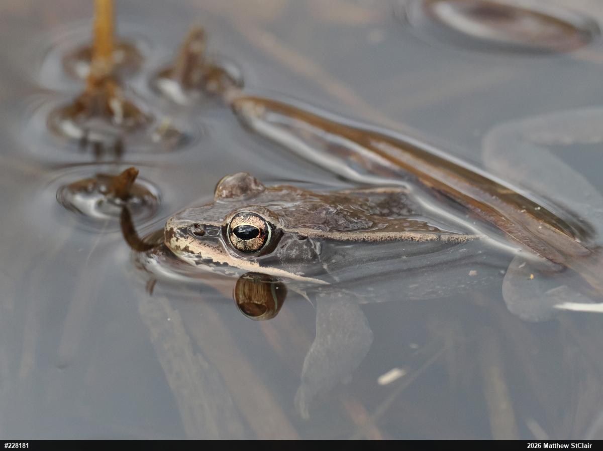 Wood Frog