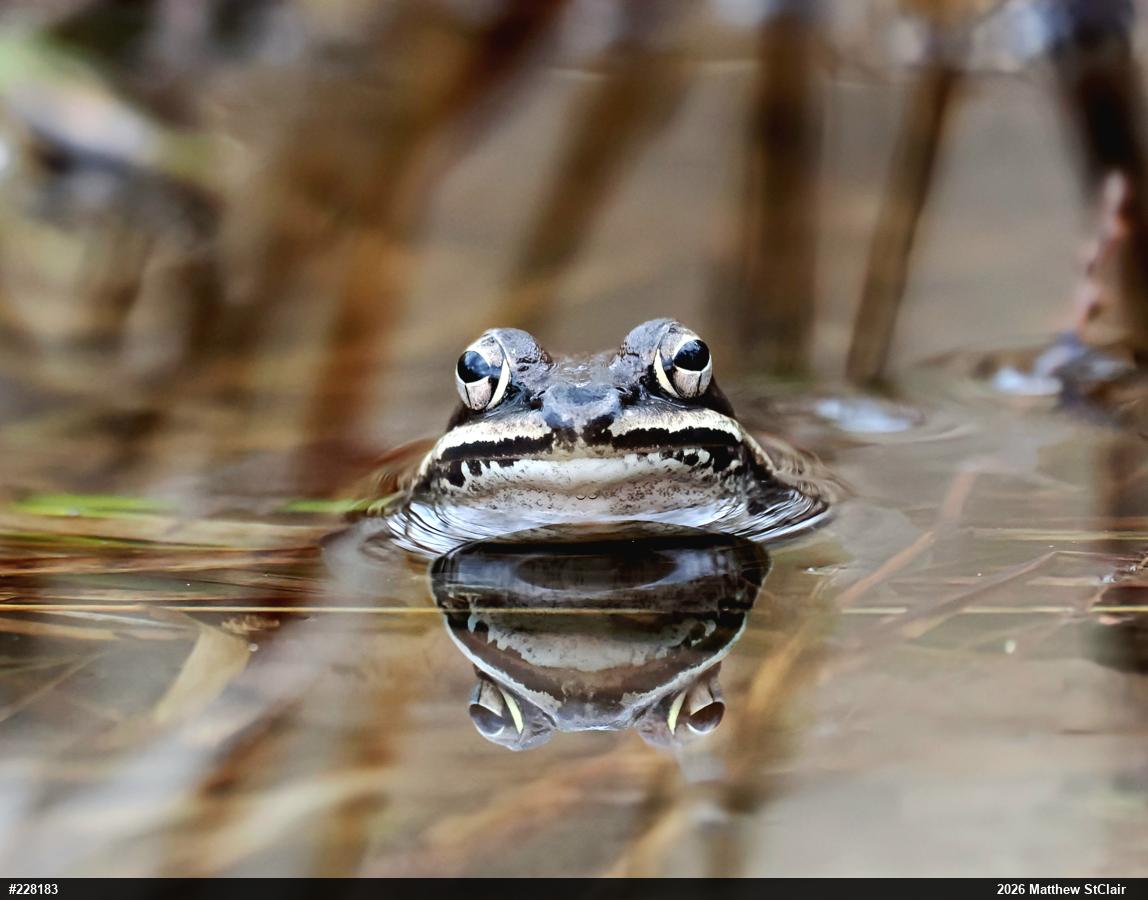 Wood Frog