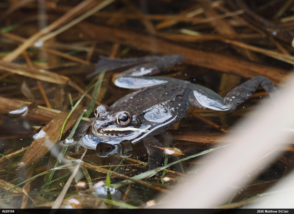 Wood Frog