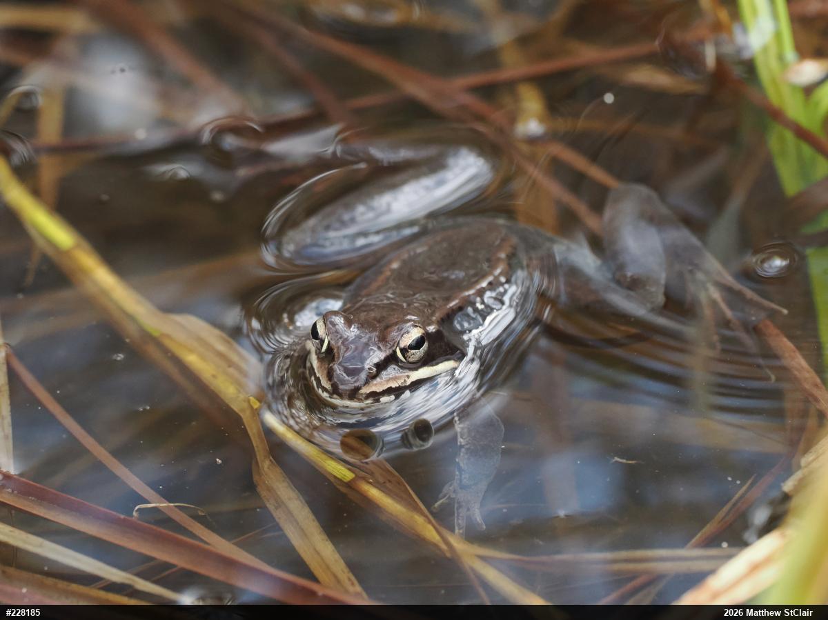 Wood Frog