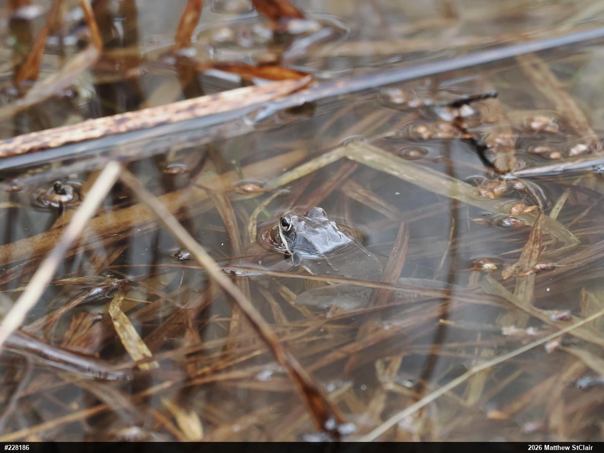 Wood Frog