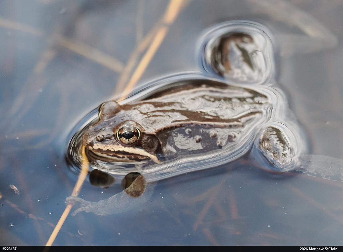 Wood Frog