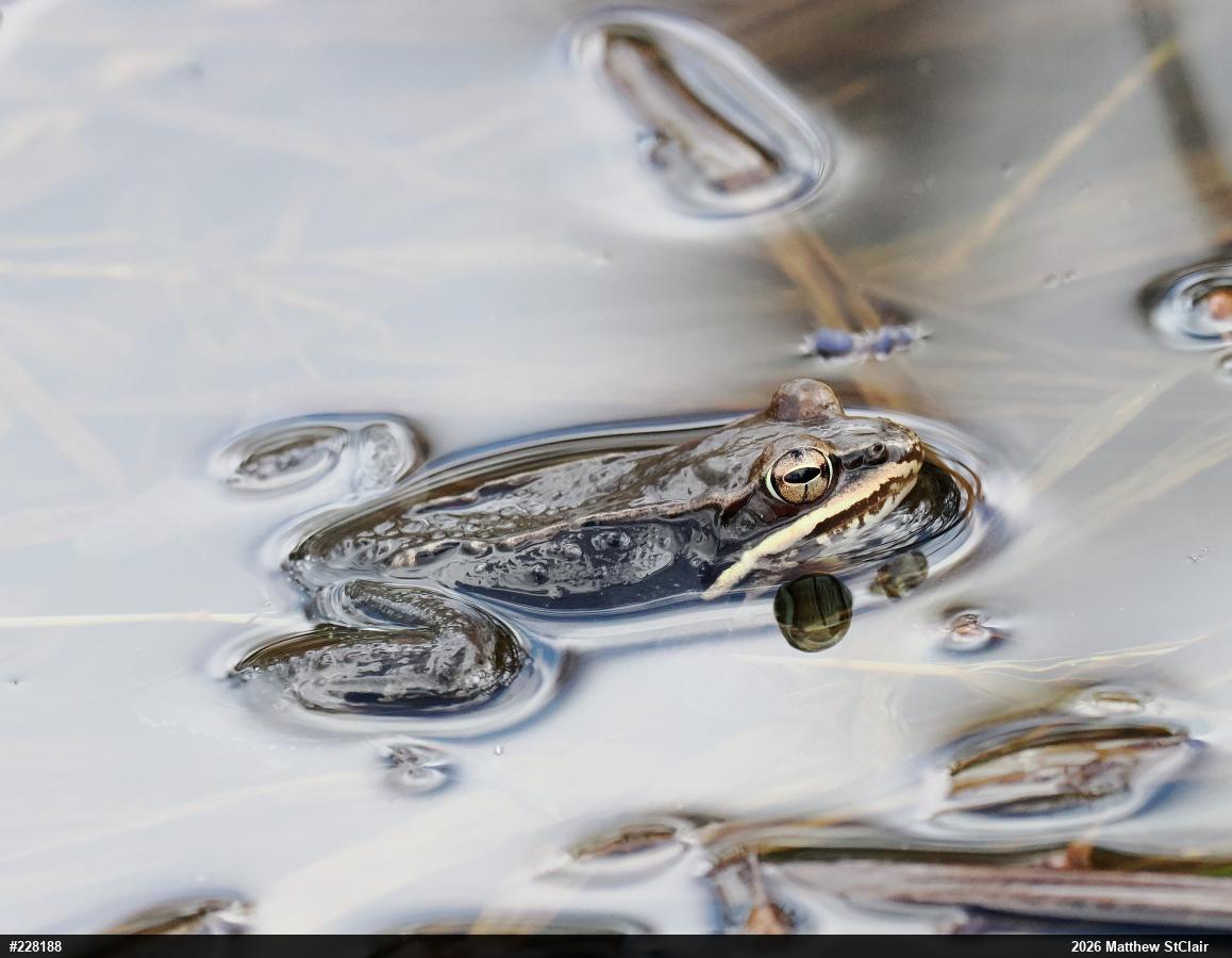 Wood Frog