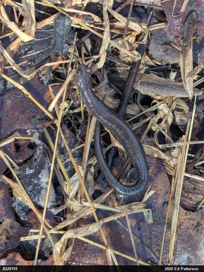 Eastern Red-backed  Salamander
