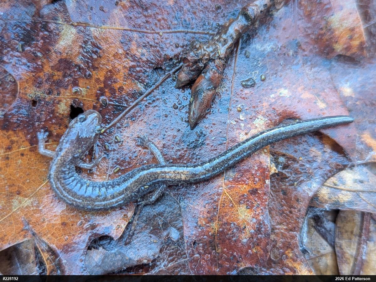 Eastern Red-backed  Salamander