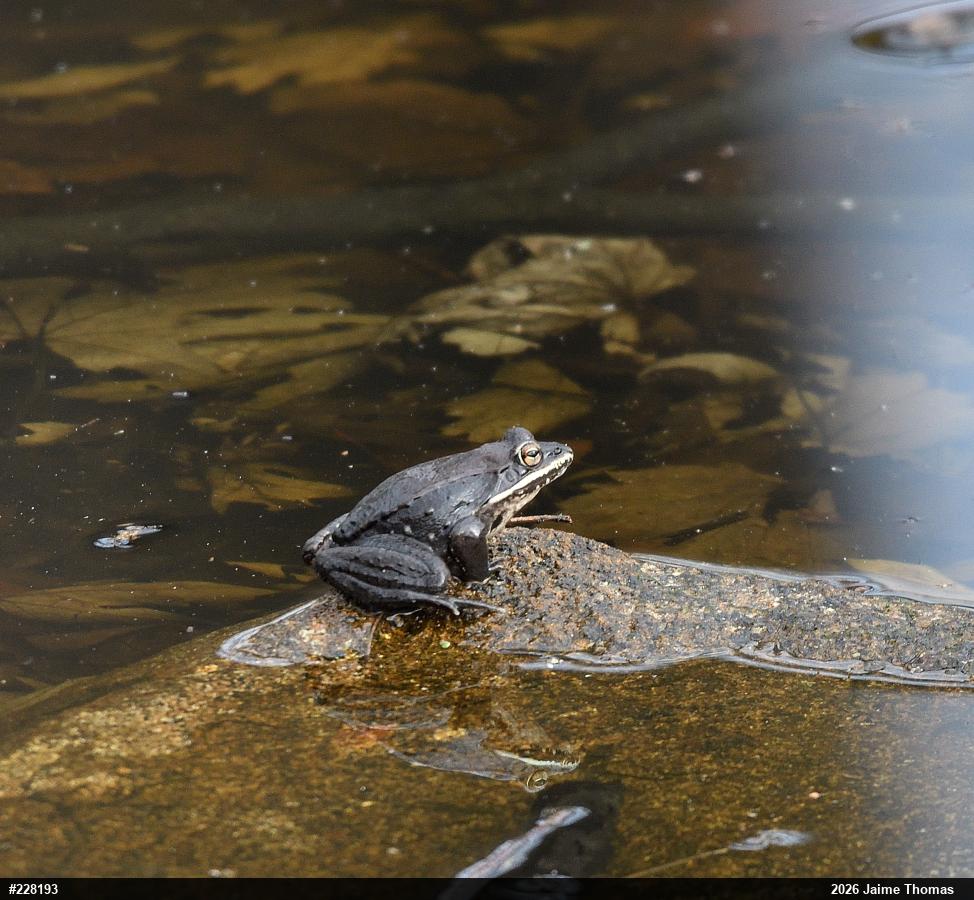 Wood Frog