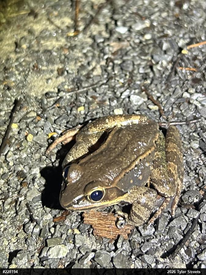 Wood Frog
