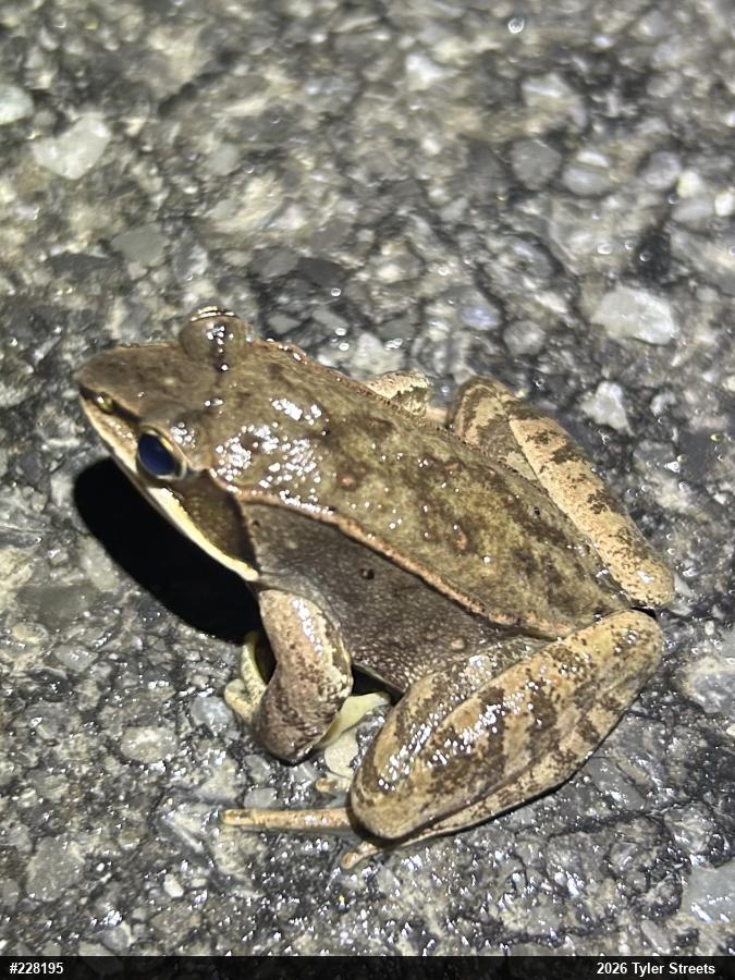 Wood Frog
