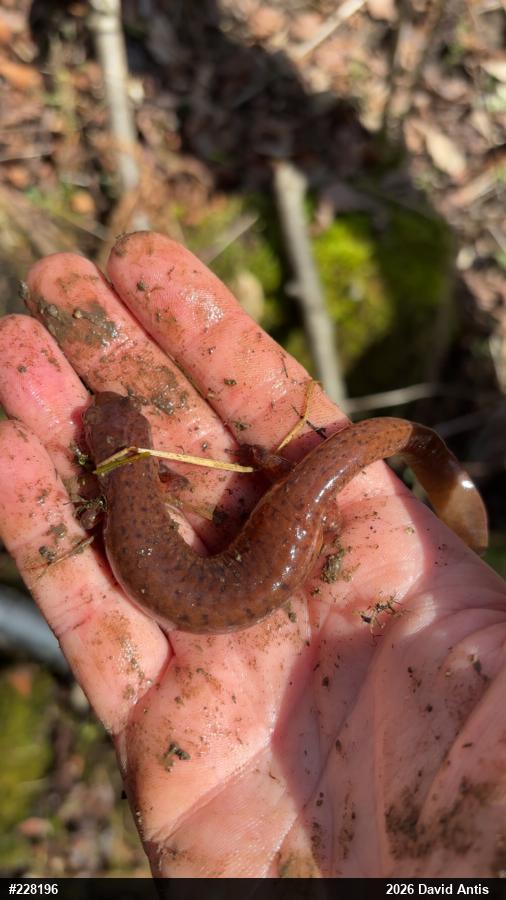 Northern Red Salamander