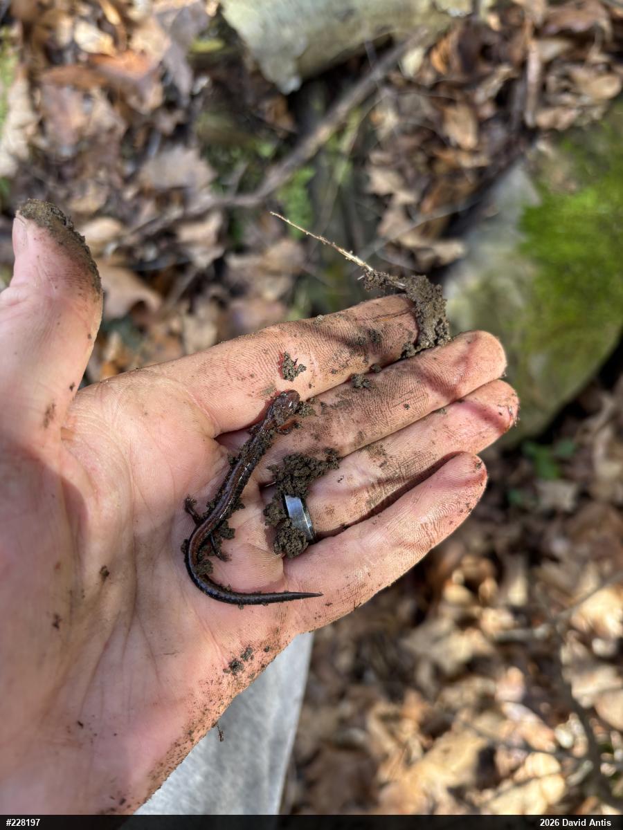 Eastern Red-backed  Salamander