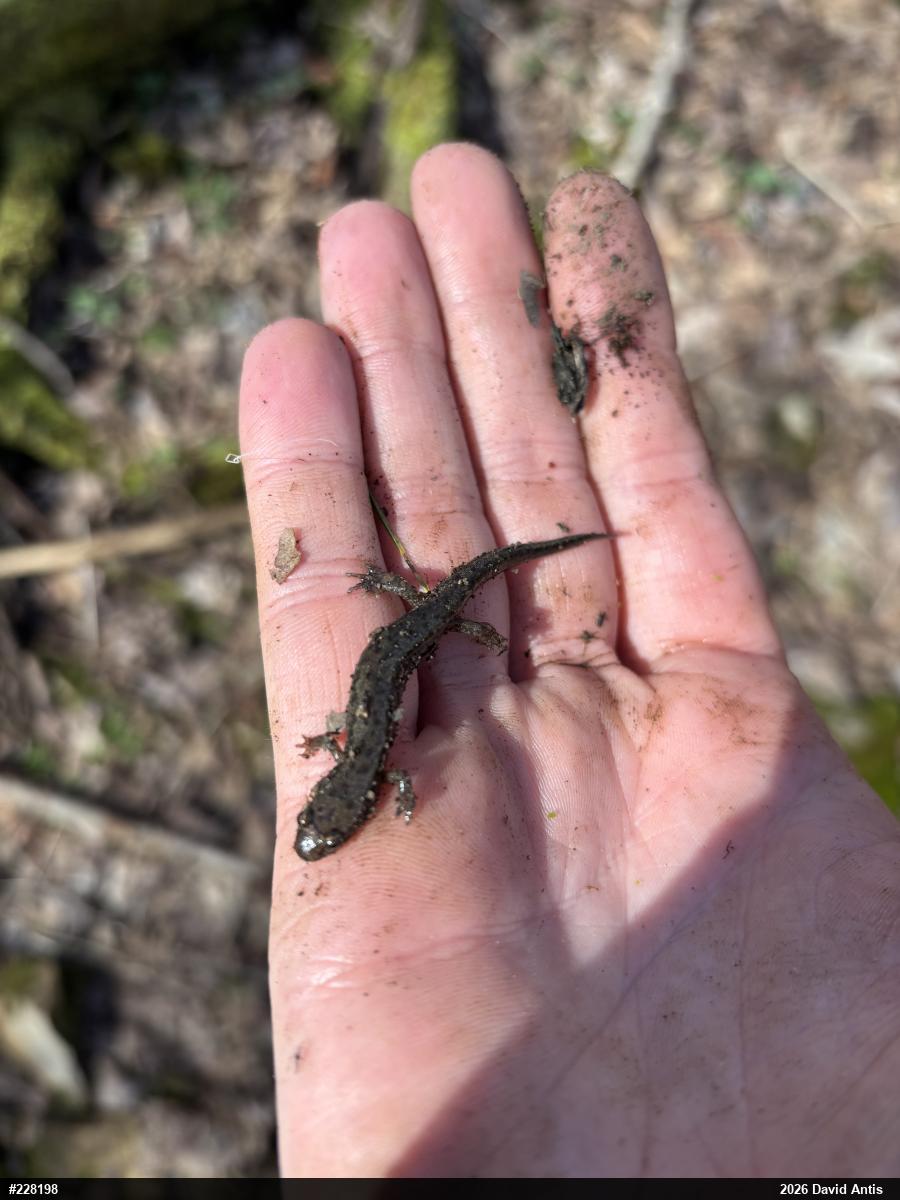 Northern Dusky Salamander