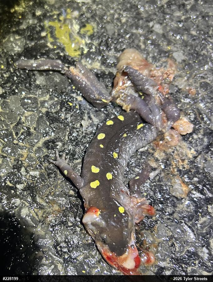 Spotted Salamander