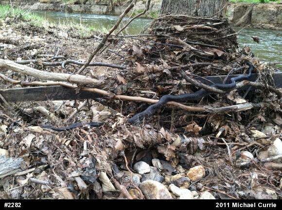Eastern Ratsnake