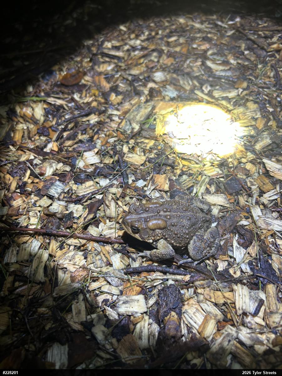 Eastern American Toad