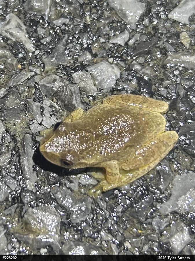 Spring Peeper