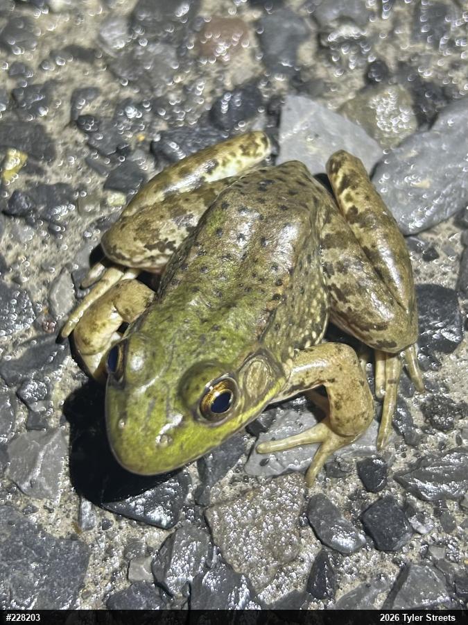 Green Frog