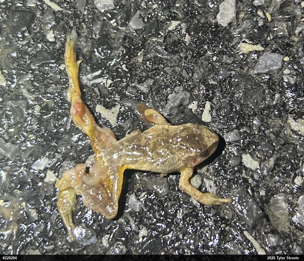 Spring Peeper
