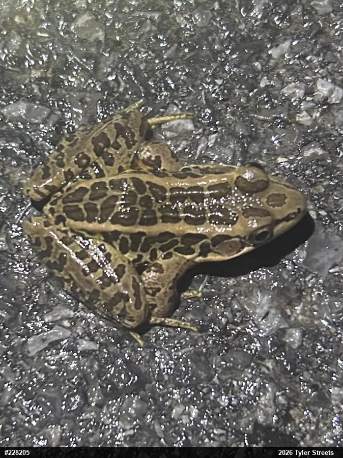 Pickerel Frog