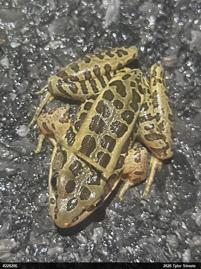 Pickerel Frog