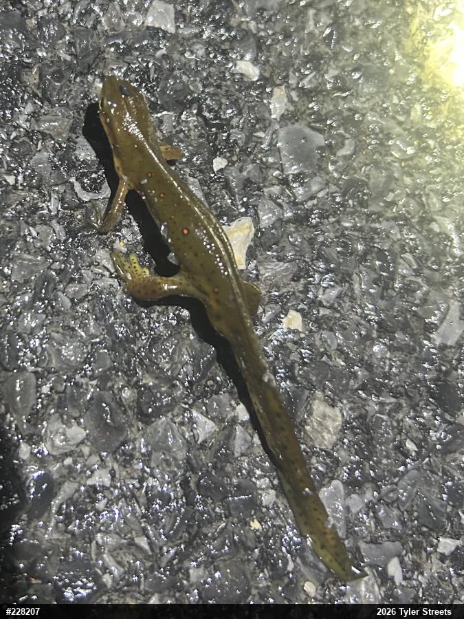 Red-spotted Newt