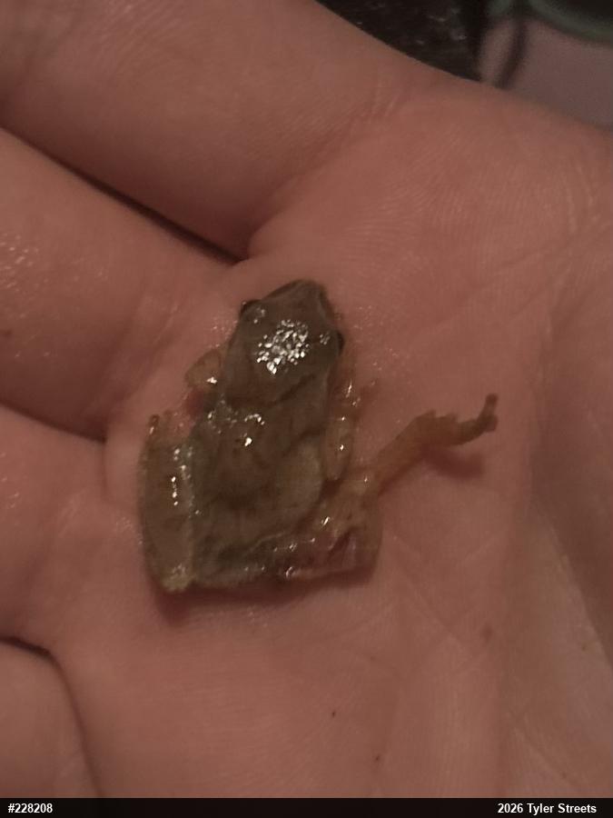 Spring Peeper