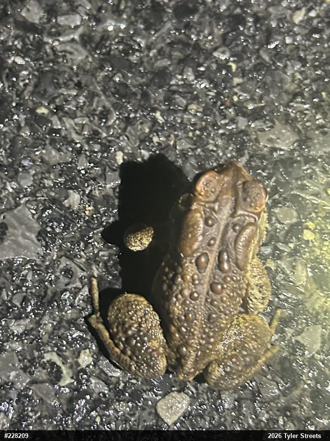 Eastern American Toad
