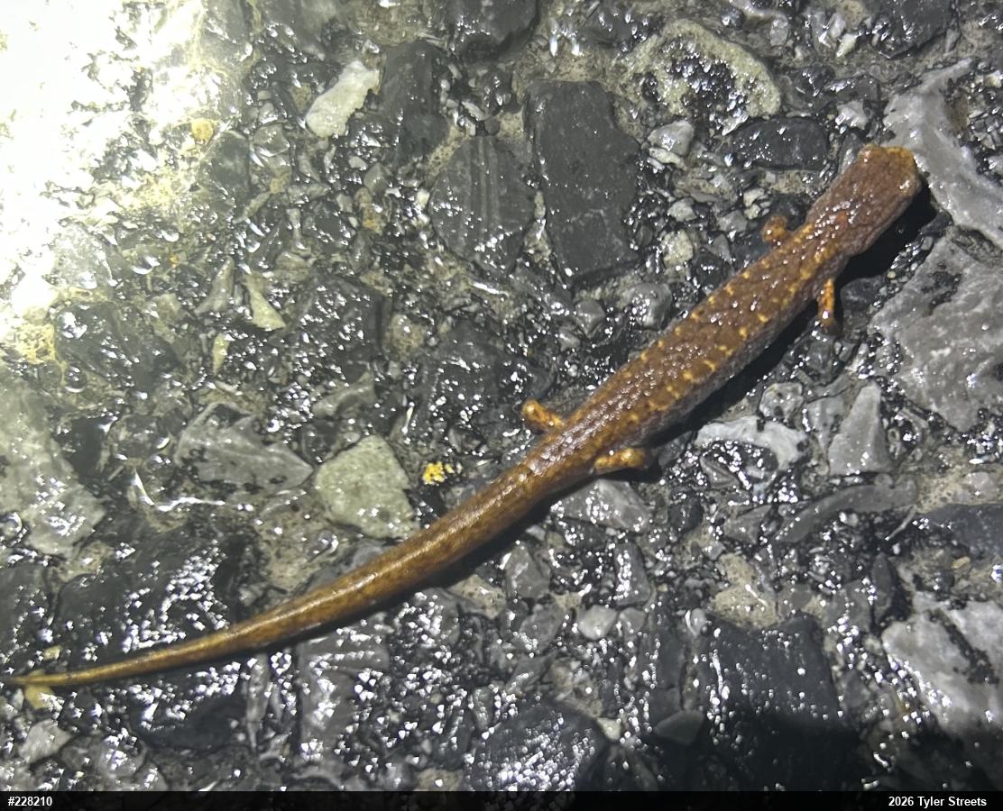 Four-toed Salamander