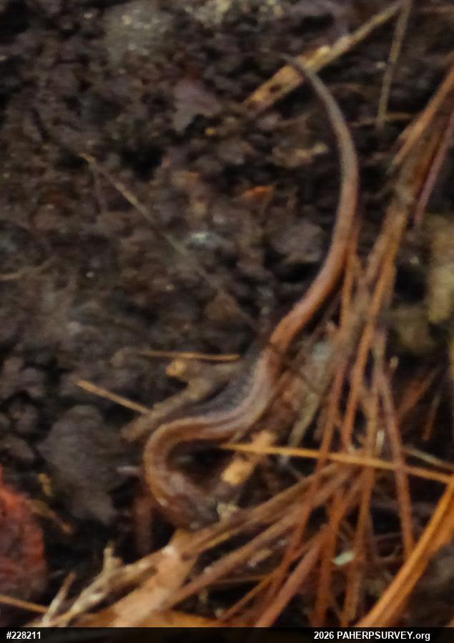 Eastern Red-backed  Salamander