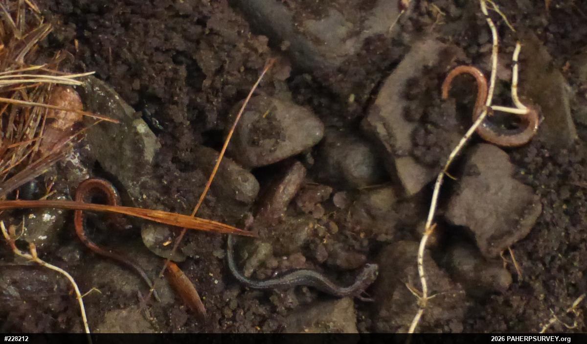 Eastern Red-backed  Salamander