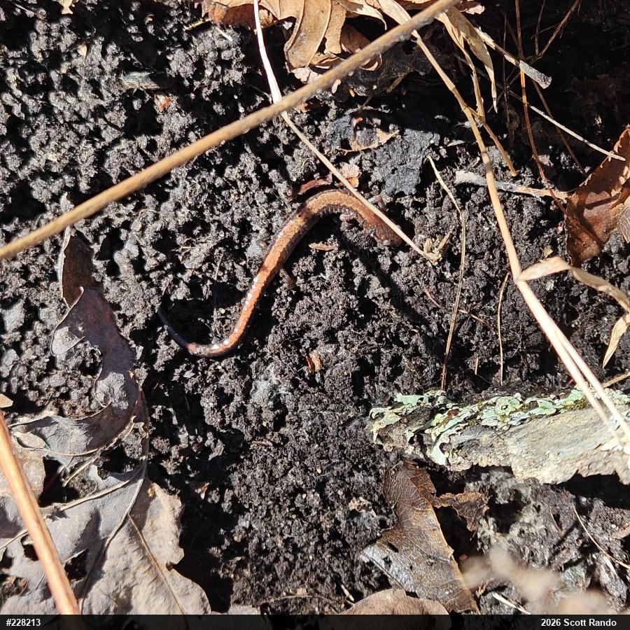 Eastern Red-backed  Salamander